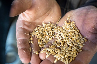 Zaadjes ontkiemen tijdens mouterijproces