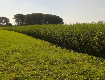 Via innovatief netwerken komen tot Vlaamse hennepteelt