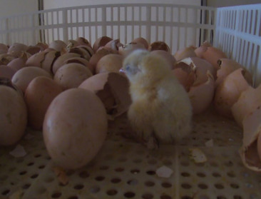 Na varkensslachthuis nu kippenbroeierij onder vuur