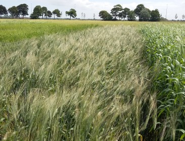 Welke boer wil opnieuw oergranen telen?