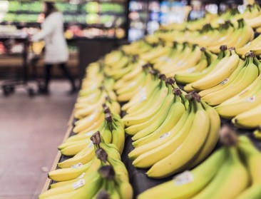 Bananen sterker maken met CRISPR: KU Leuven vindt nieuwe methode