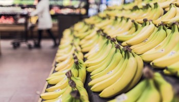 Bananen sterker maken met CRISPR: KU Leuven vindt nieuwe methode