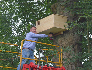 Kerkuil moet fruittelers verlossen van woelmuizen