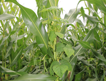 Groeien er voortaan klimbonen rond de maïs op Vlaamse akkers?