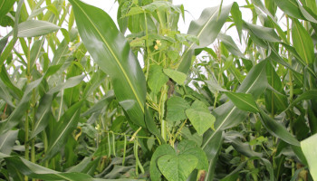 Groeien er voortaan klimbonen rond de maïs op Vlaamse akkers?