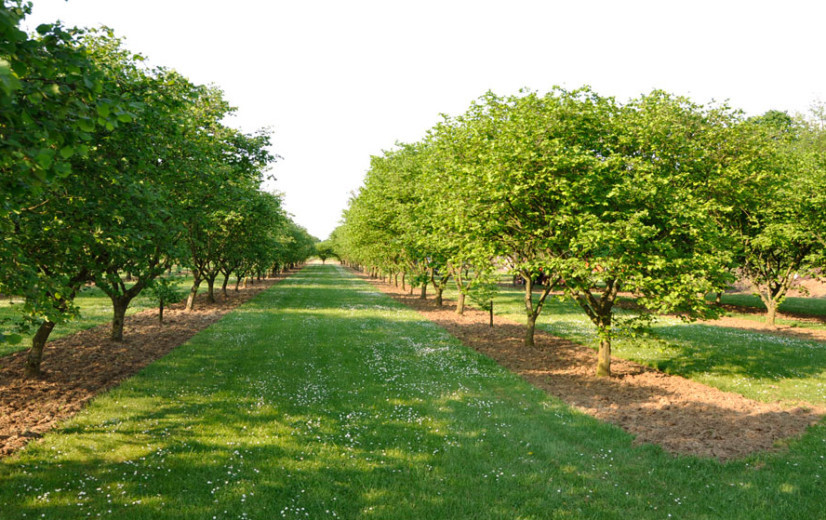 Grootschalig agroforestry-experiment gestart in Nederland