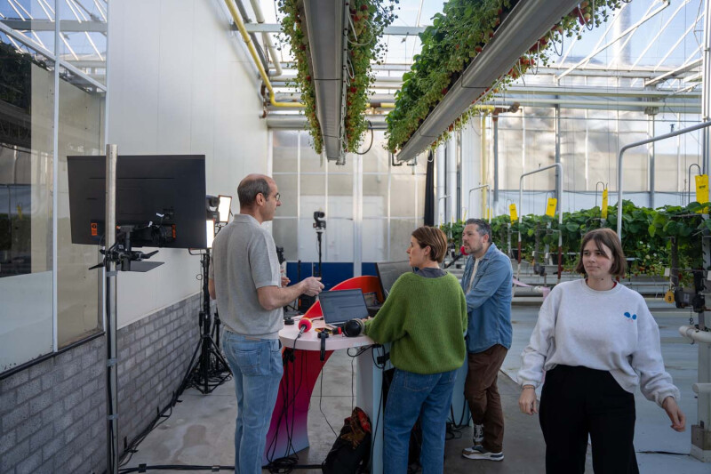 Frank Boeren -belichte aardbeienteler