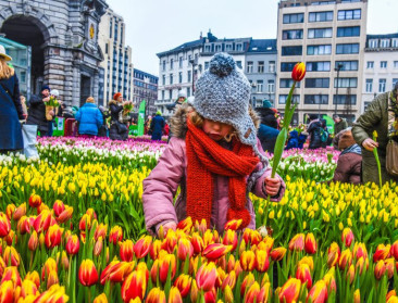Sierteeltseizoen geopend met 100.000 tulpen en de nodige kopzorgen over afzet