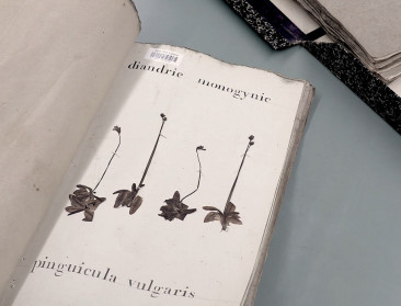 Project Florient toont dat 40 procent van de flora verdwenen is