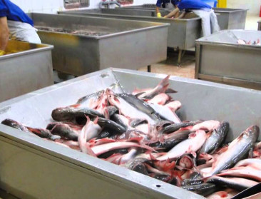 Carrefour stopt als eerste met verkoop pangasius