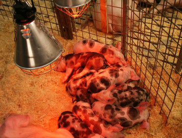 Speciesisme is bepalend voor onze omgang met dieren