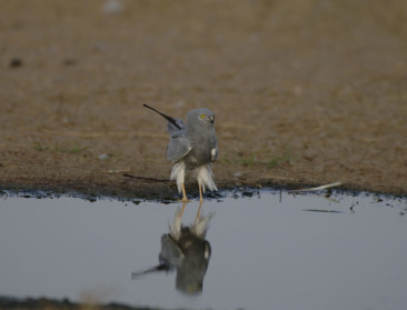 "Landbouw acutere dreiging biodiversiteit dan klimaat"