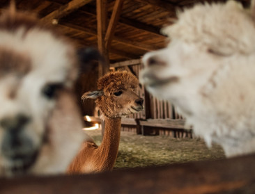 Meer dan 1.000 uitbraken blauwtongvirus in België, ook alpaca’s blijven niet gespaard