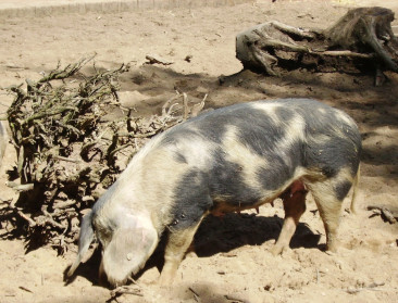 Nederlandse stad gebruikt hongerige varkens tegen opmars Amerikaanse eik