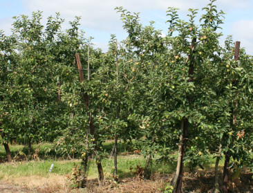 Verkoop fruitbomen geëxplodeerd vorig jaar