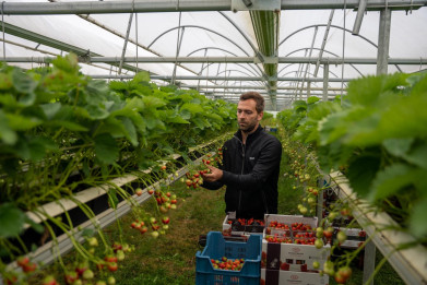 Pluk aardbeien in folietunnels bij Hans Bevers in Rijkevorsel