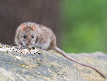 Knaagt vogelgriep nu ook aan ratten en muizen?