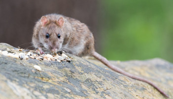 Ongeveer helft van bruine ratten is resistent tegen gangbaar rattenvergif