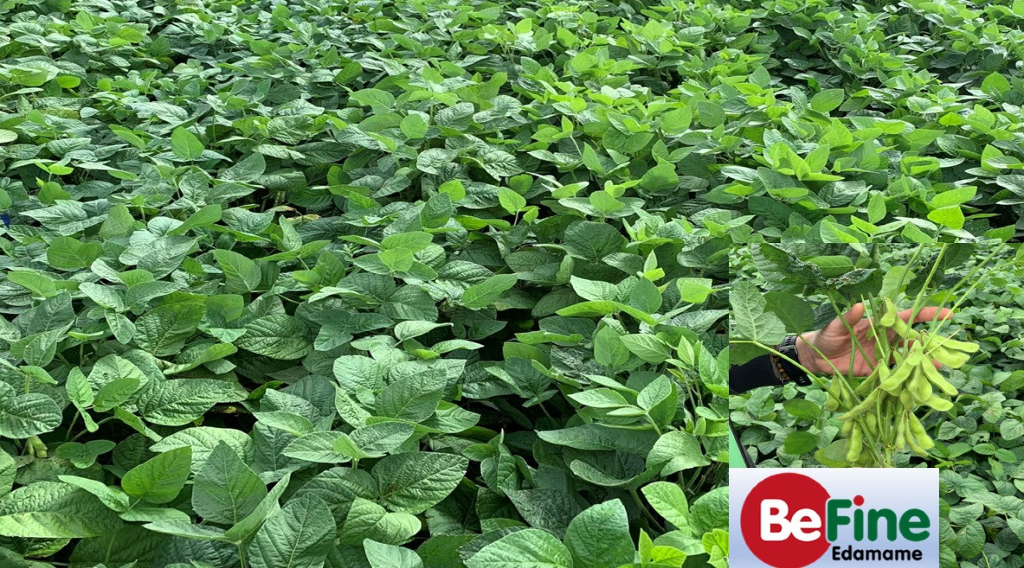 Edamame-boon
