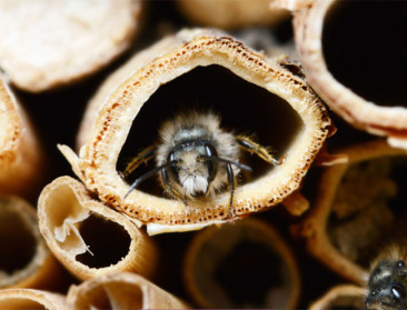 FAVV start nieuw bewakingsprogramma voor bijen op