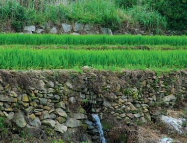 "Wereldwijde afname aantal boeren is beangstigend"