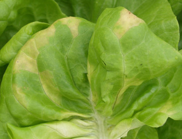 Minder sproeien tegen valse meeldauw in sla