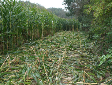 Recordaantal schadegevallen door everzwijnen aan landbouwgewassen