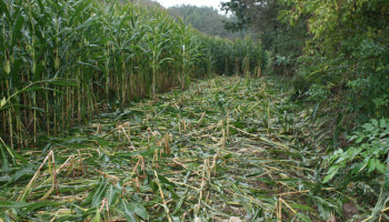 Recordaantal schadegevallen door everzwijnen aan landbouwgewassen