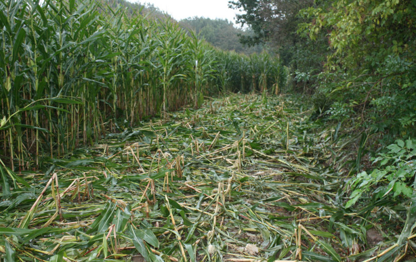 Recordaantal schadegevallen door everzwijnen aan landbouwgewassen