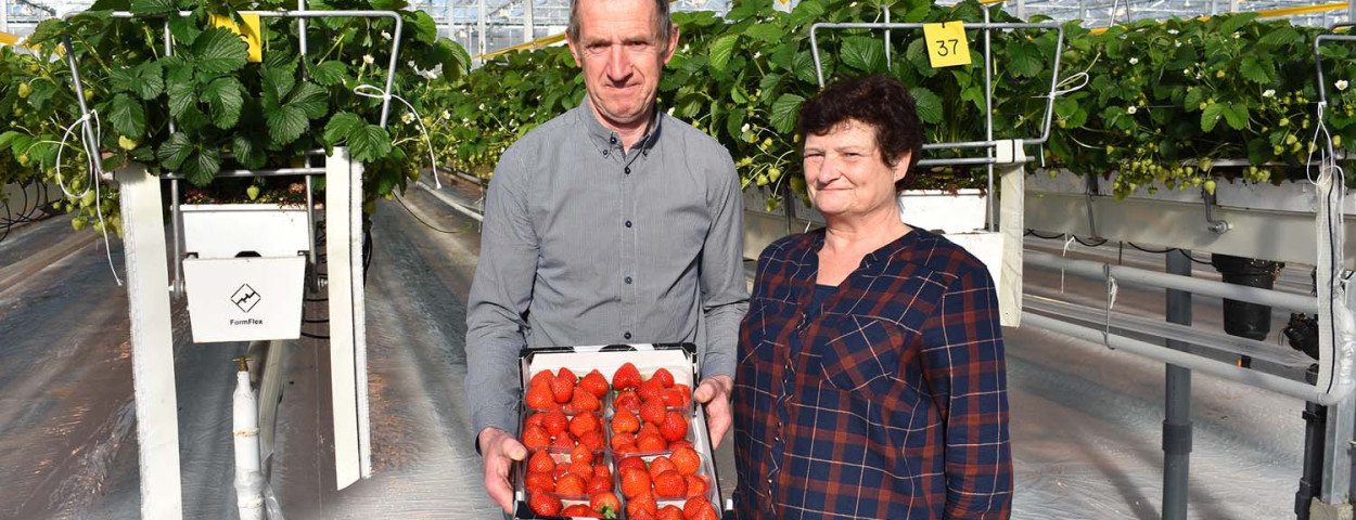 Lieven en Martine Colembie leveren eerste aardbeien van het seizoen aan bij BelOrta
