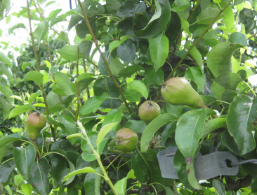 Grote kloof in rendabiliteit tussen appel en peer