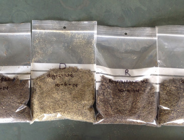 "Insectensector is klein maar beloftevol"