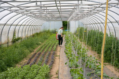 Zelfpluktuin Den Diepen Boomgaard in Grimbergen