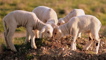 Worden Schotse lammetjes gedood door de koning van de lucht?