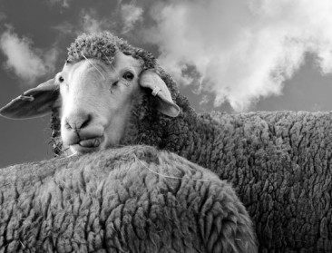 Verbod op thuis slachten in Brussels gewest