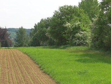 Scheuren van grasland wordt ongewenst effect van MAP6