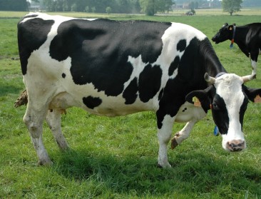 Convenant Enterische emissies onvoldoende voor BioForum