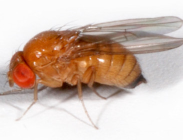 Zachte winters kunnen plaagdruk in fruitteelt verhogen