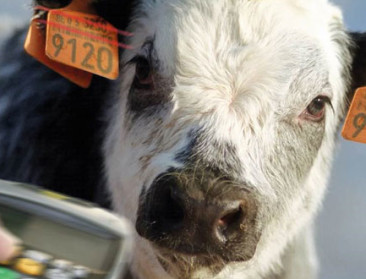 DGZ sensibiliseert rundveehouders rond dierregistratie