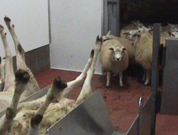 GAIA vangt bot bij Interfederaal Gelijkekansencentrum