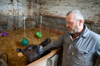 Een stuk jongvee op bedrijf van Werner De Bie