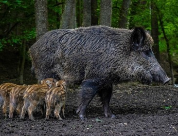 Slechts halve procent aanvragen schadevergoeding everzwijn effectief uitbetaald