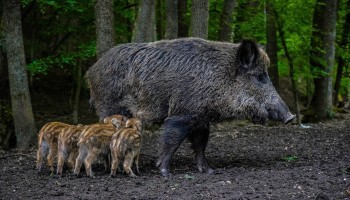 Slechts halve procent aanvragen schadevergoeding everzwijn effectief uitbetaald