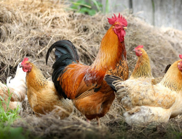 België mag opnieuw wereldwijd pluimvee uitvoeren