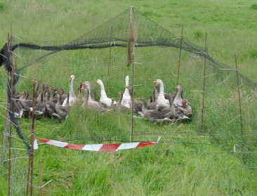 België steeds succesvoller in bestrijding van exoten