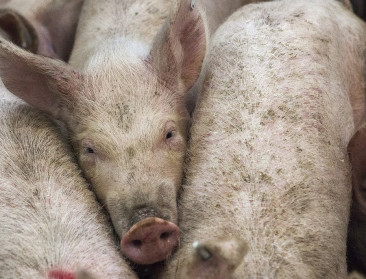 Veganisten houden wake voor varkens aan slachthuis