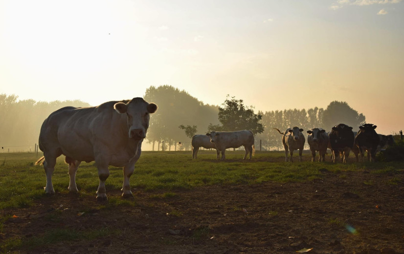 Commotie over natuurbeheerplan in Ninove en Herzele blijft aanhouden