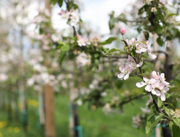 Bloesems, boeren en bezoek tijdens het voorjaar: 5 tips van Boerenbond