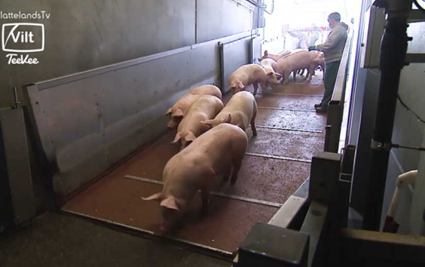 Uitgespit - Dierenwelzijn in het slachthuis