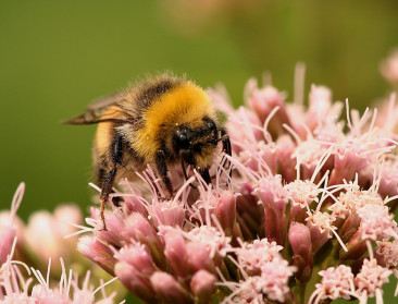 Natuurpunt: "Het was een zomer zonder hommels"